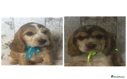 Cocker Spaniel dogs for sale: Adorable, Social, Confident KC reg Cocker pups - Image 3