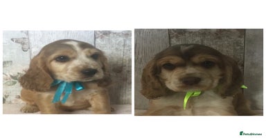 Cocker Spaniel dogs - Advert 7