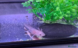 Axolotl reptiles for sale: Axolotl - Image 25