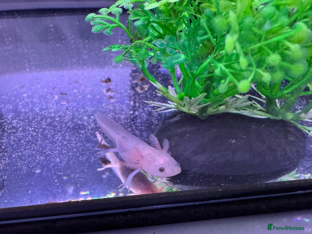 Axolotl reptiles for sale: Axolotl - Image 25