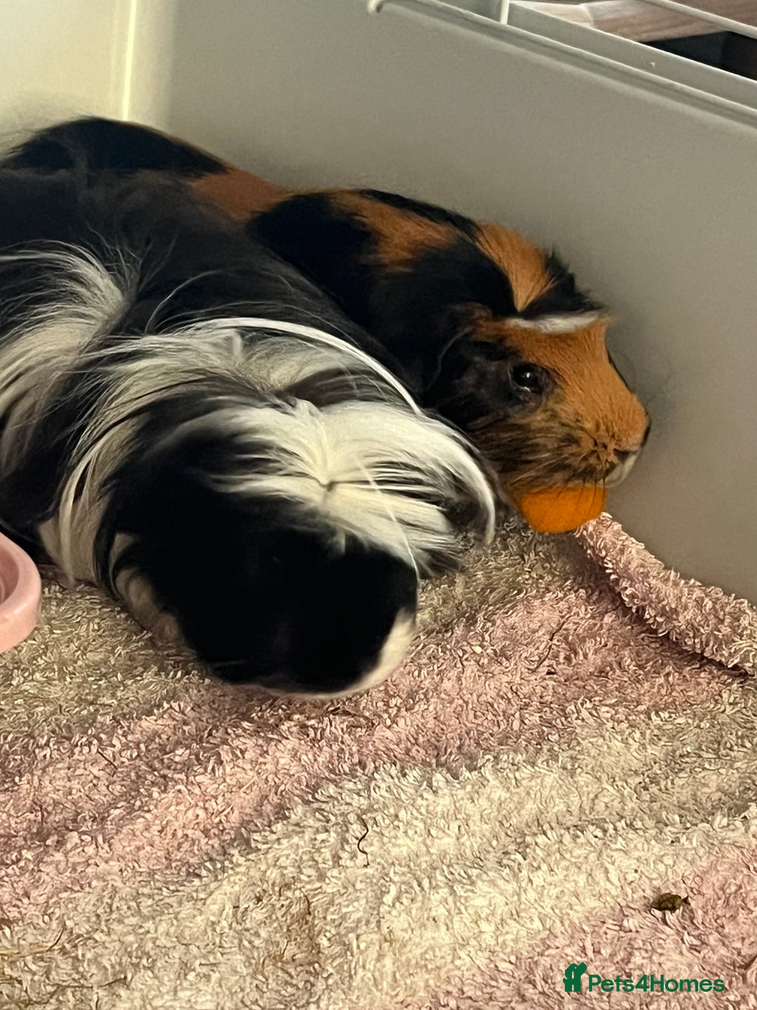 Guinea Pig rodents for sale: 2 male guinea pigs🙂 - Image 4