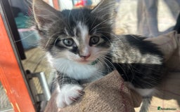 British Longhair cats for sale: Lovely friendly kittens - Image 13