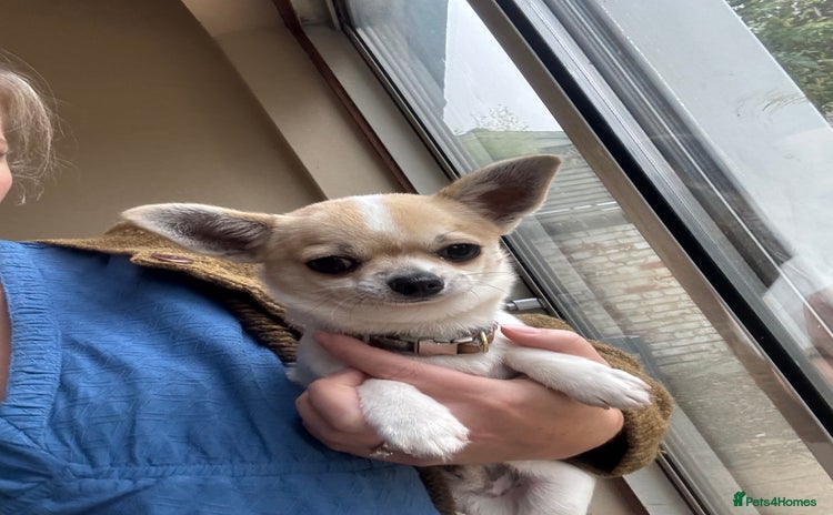 Chihuahua dogs in Cambridge - Advert 2