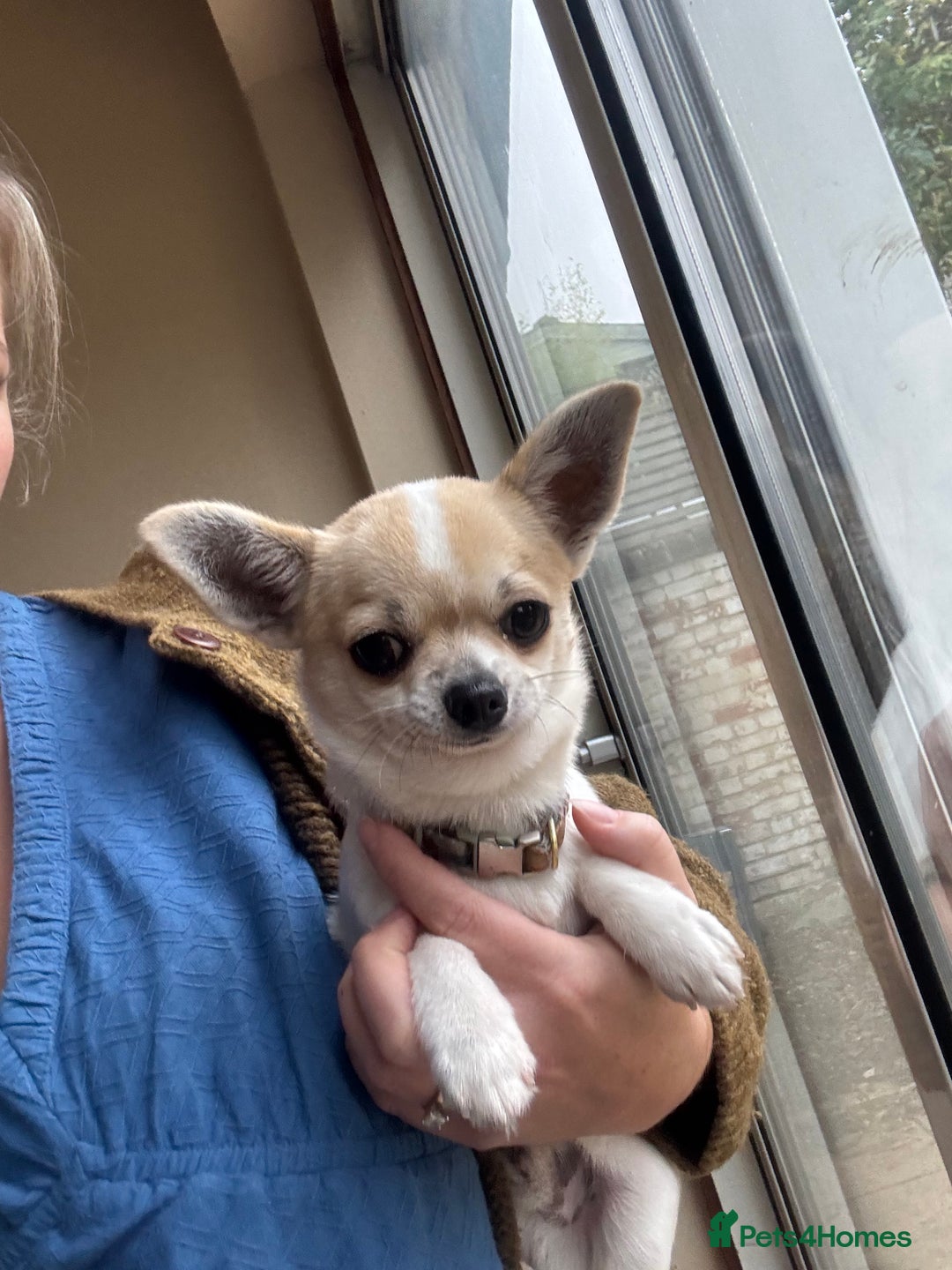 Chihuahua dogs for sale: *Parti Crufts Qualified Champion sired* in Cambridge - Image 1