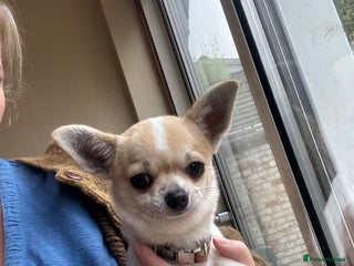 Chihuahua dogs in Cambridge - Advert 14