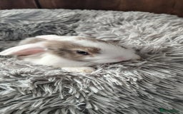 Mini Lop rabbits for sale: Beautiful Mini Lop Babies - 6 to choose from  - Image 10