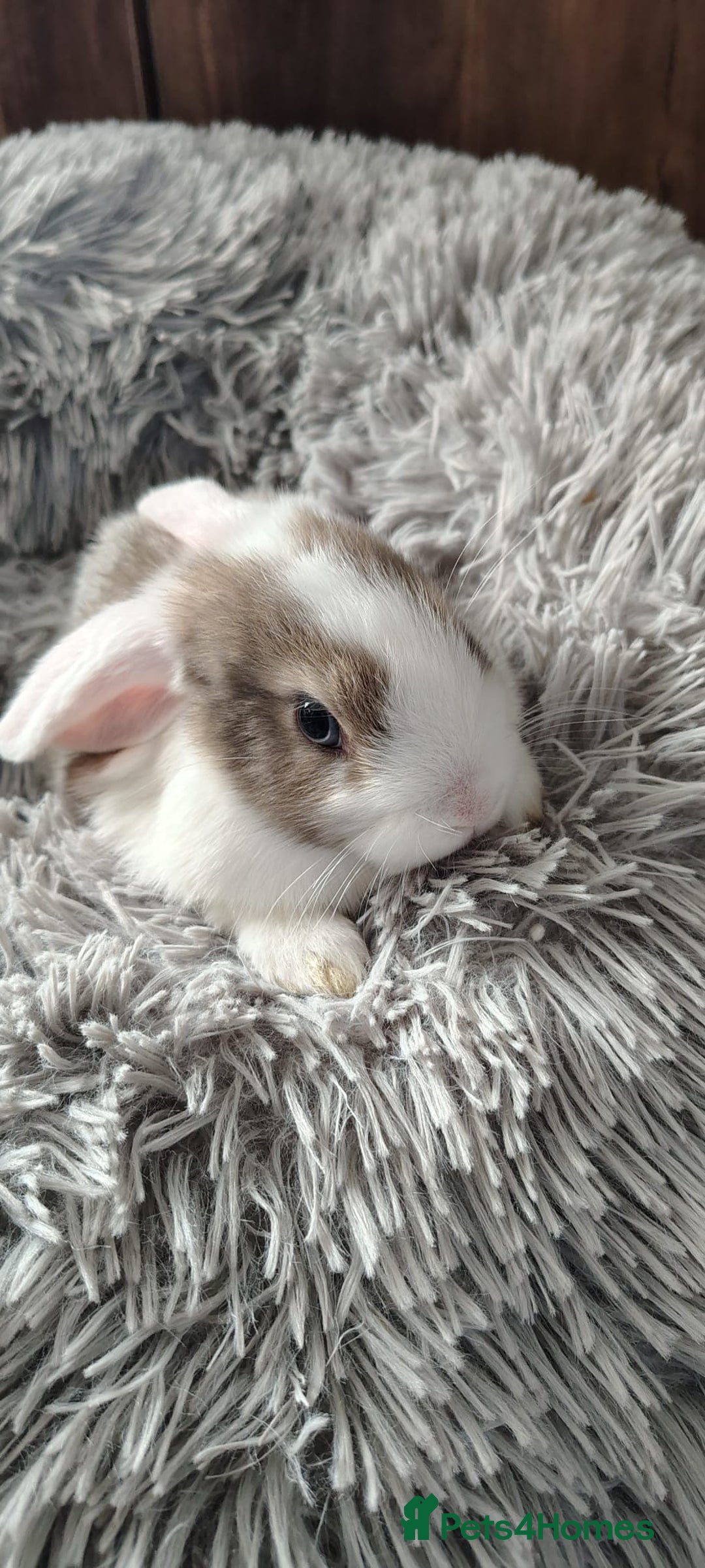 Mini Lop rabbits for sale: Beautiful Mini Lop Babies - 6 to choose from  - Image 10