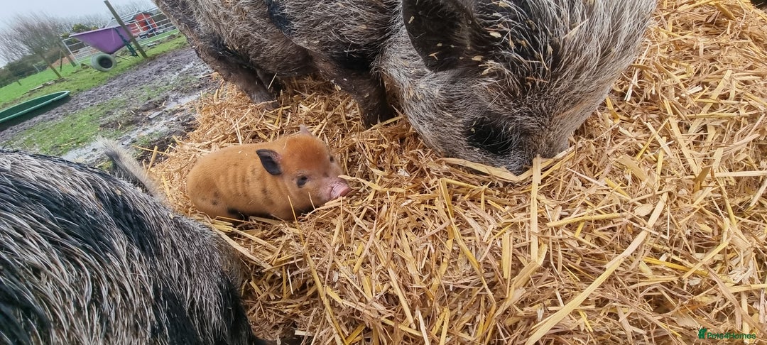 Pig livestock for sale: Minature Pigs (7/8 Juliana) - Advert 12