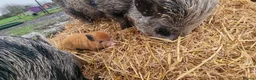 Pig livestock for sale: Minature Pigs (7/8 Juliana) - Advert 12