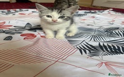 American Shorthair cats for sale: Kittens - Image 2