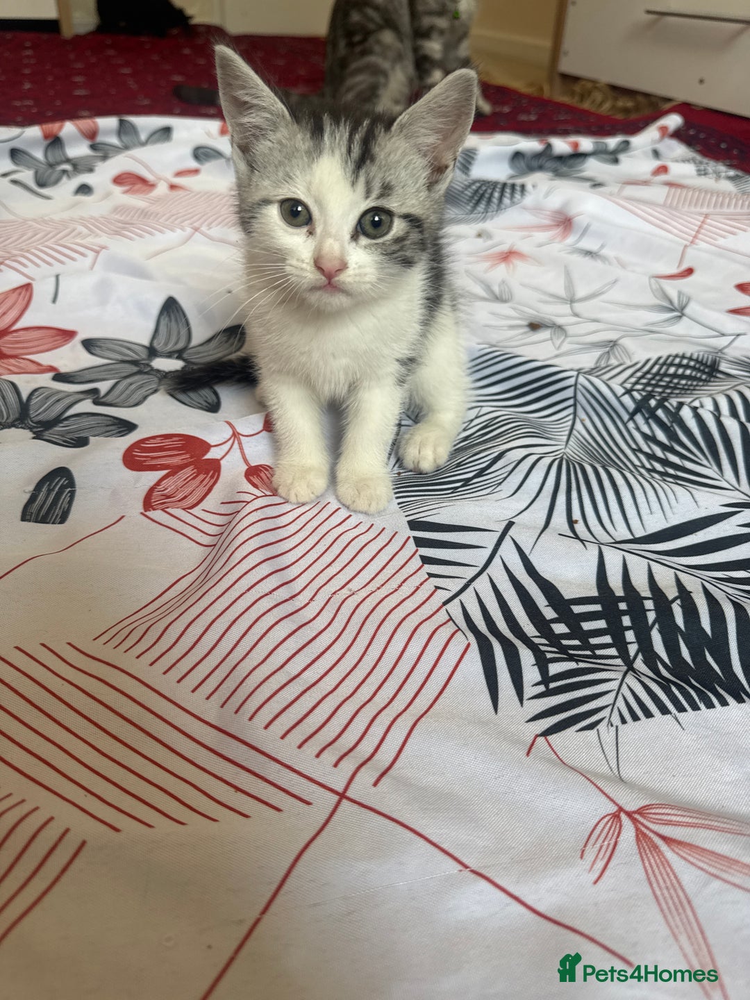 American Shorthair cats for sale: Kittens - Image 2
