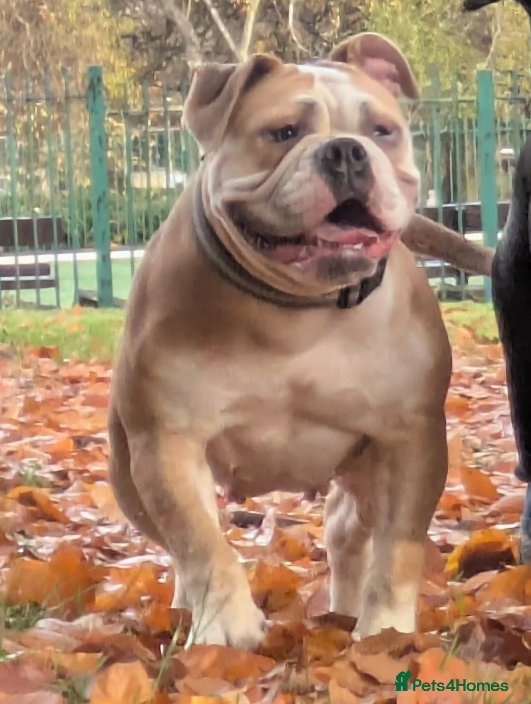 Olde English Bulldogge dogs for sale: Doris the olde English bulldogge  in Keighley - Advert 1