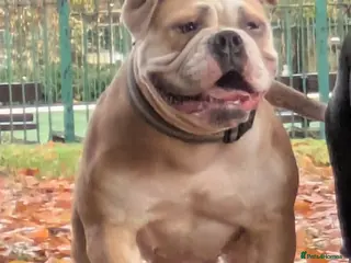 Olde English Bulldogge dogs Doris the olde English bulldogge - Advert 1