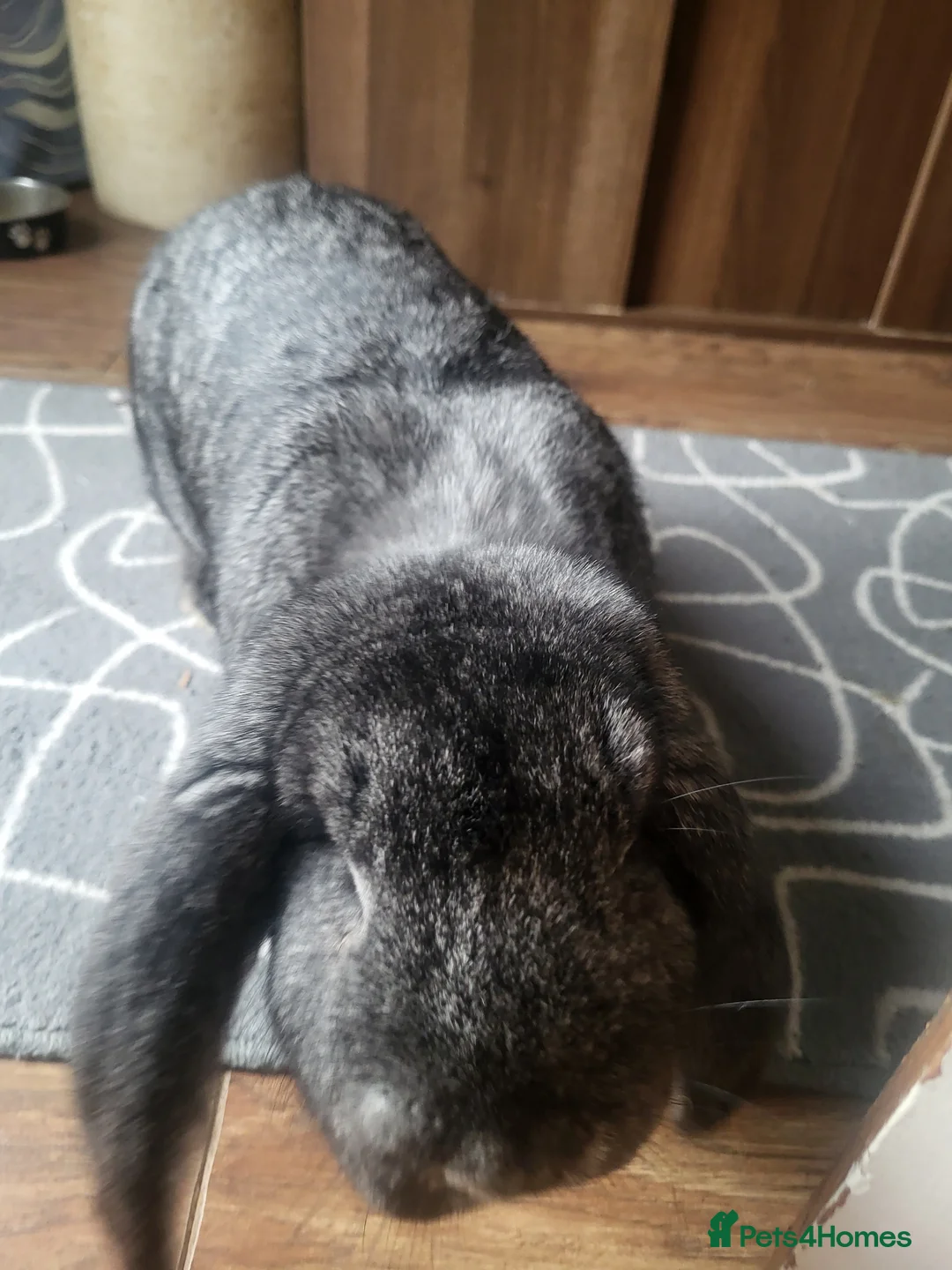 French Lop rabbits for sale: Female French Lop - Advert 4