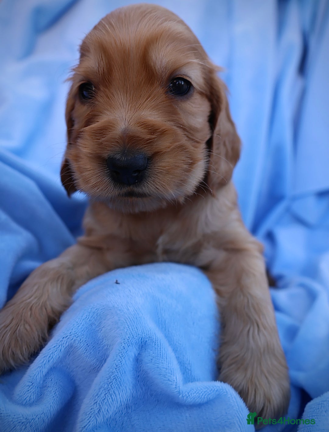 Cocker Spaniel dogs for sale: Beautiful family SHOW cocker spaniels LAST 2 - Image 31