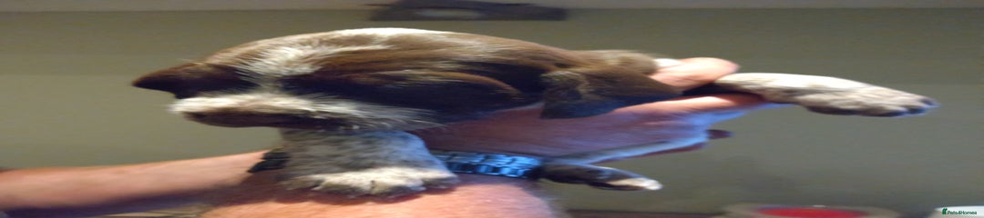 Italian Spinone Puppy 8