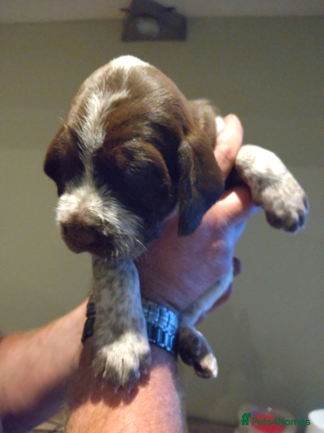 Italian Spinone dogs for sale: A beautiful litter of Italian Spinones  - Image 22