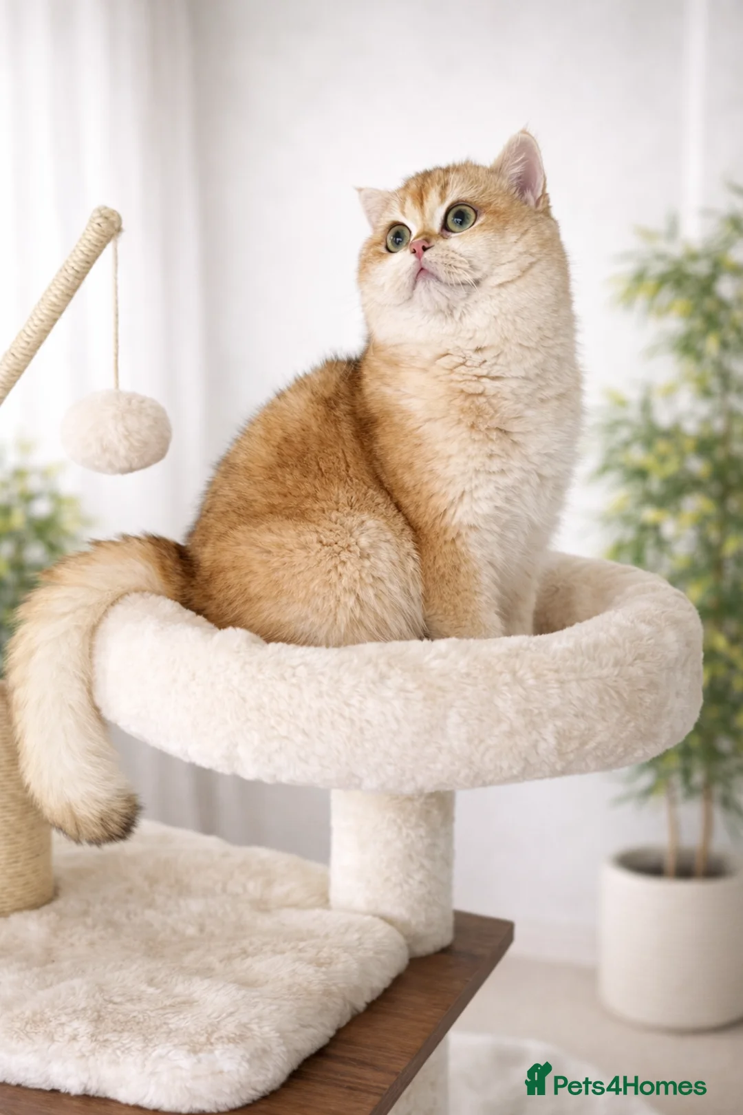 British Shorthair cats for sale: 🏆Tica registered BRI ny12 British Shorthair Boy🏆 - Advert 5