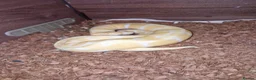 Python Snake reptiles for sale: Male ball pythons and vivs available - Advert 8