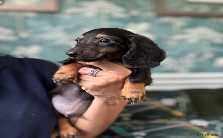 Dachshund dogs - Advert 5