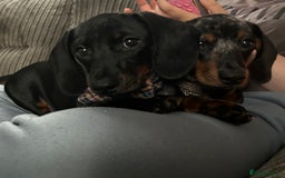 Miniature Dachshund dogs for sale: 8 month old brothers - Image 2