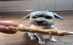 Havanese dogs for stud: Havanese for stud in Feltham - Image 9