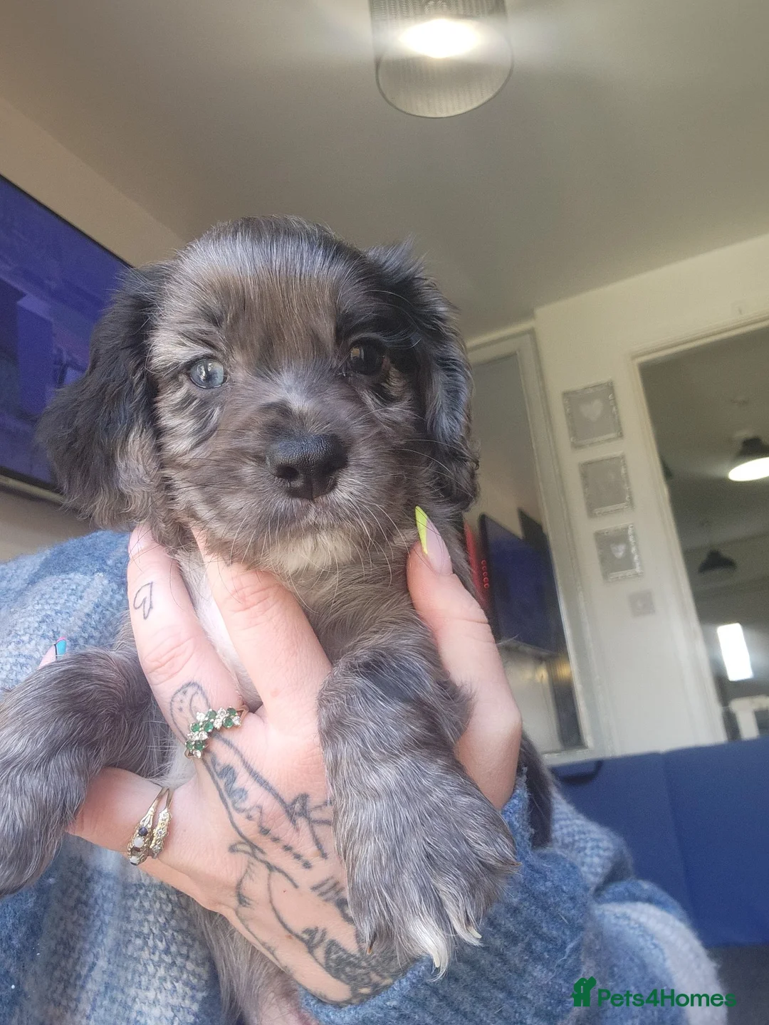 Cocker Spaniel dogs for sale: Cocker spaniel - Advert 15