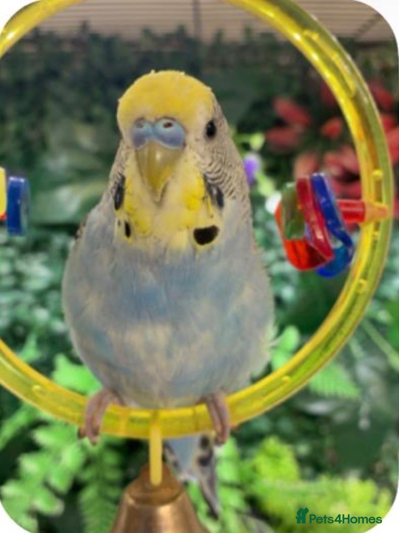 Budgerigars birds Budgerigar Blue Male appox 6 Month Old *Free*  - Advert 1