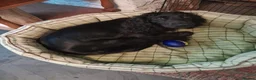 Mixed Breed dogs for sale: Chinese crested cross cocker spaniel in Abergavenny - Advert 1