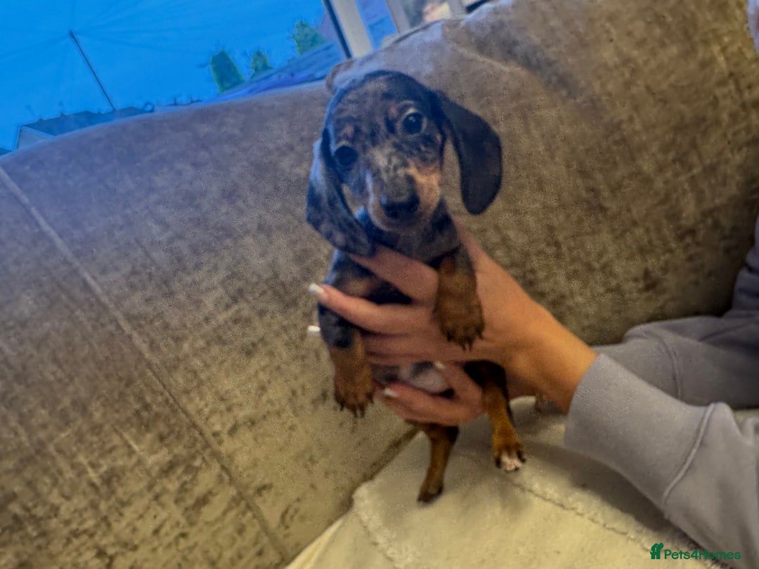 Miniature Dachshund dogs for sale: Miniature Dachshund puppies - Advert 3