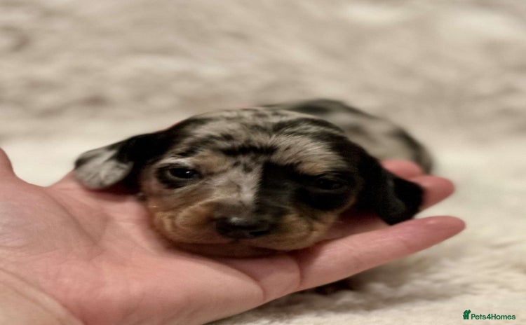 Miniature Dachshund dogs - Advert 15
