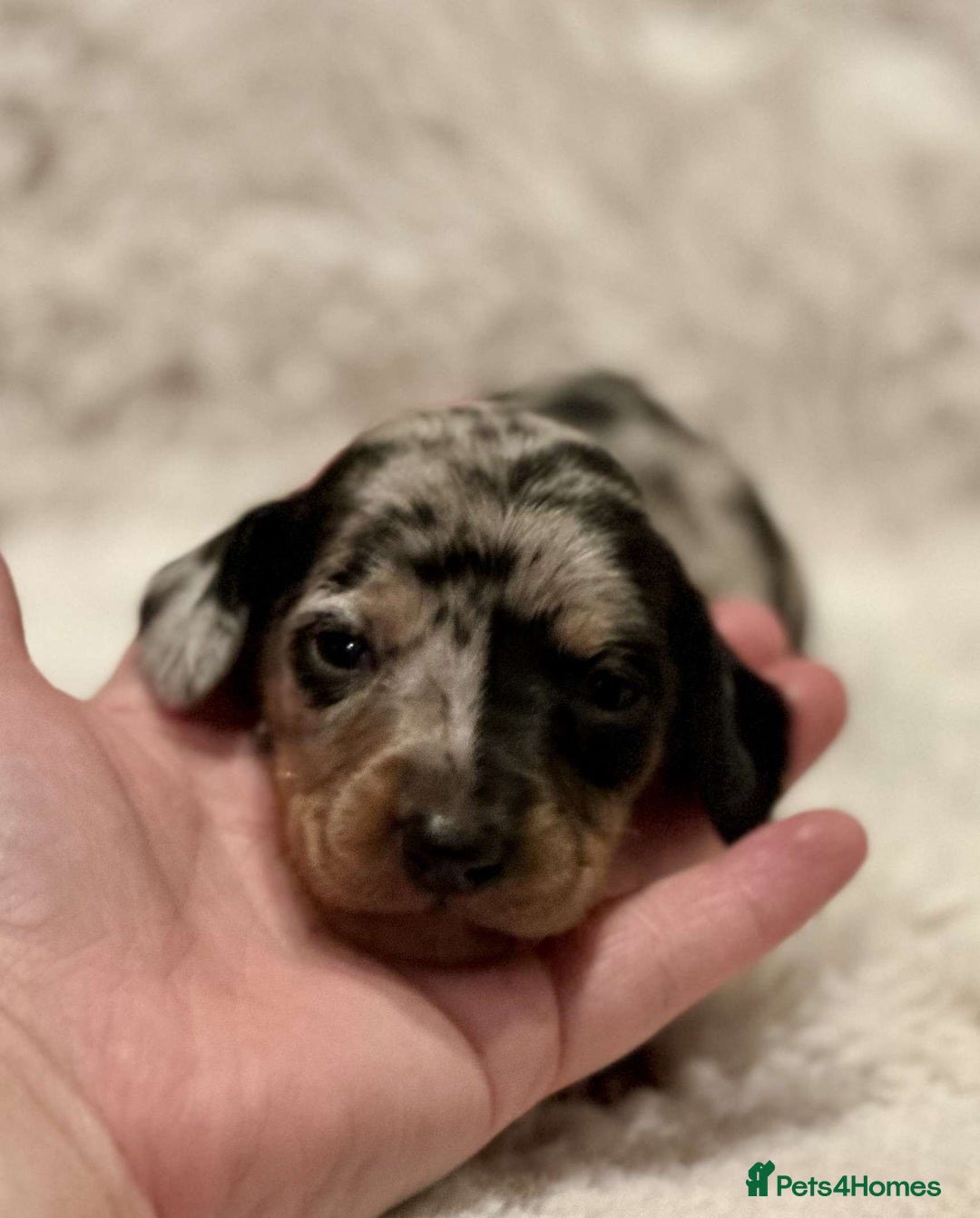 Miniature Dachshund dogs for sale: Short Haired Miniature Dachshunds - Image 1