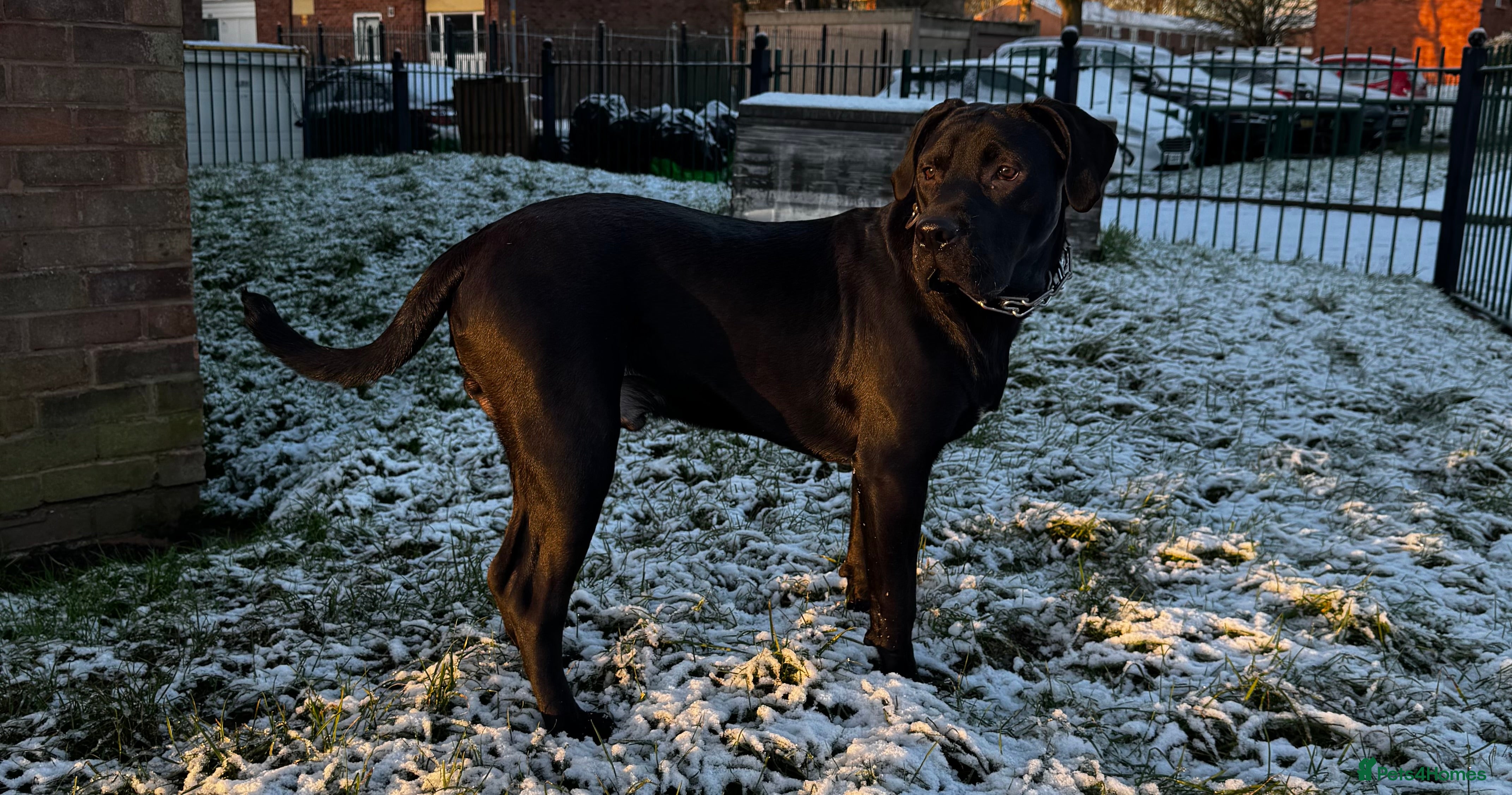 Mixed Breed dogs Experienced Home Needed - Advert 1