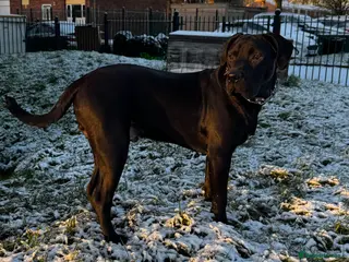 Mixed Breed dogs Experienced Home Needed - Advert 2