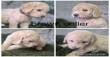 Labradoodle dogs - Advert 5