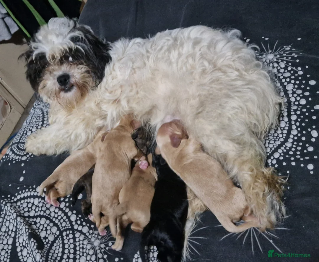 Cava Tzu dogs for sale: Cava-Tzu pups - Advert 1