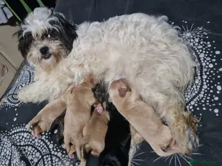 Cava Tzu dogs Cava-Tzu pups - Advert 5