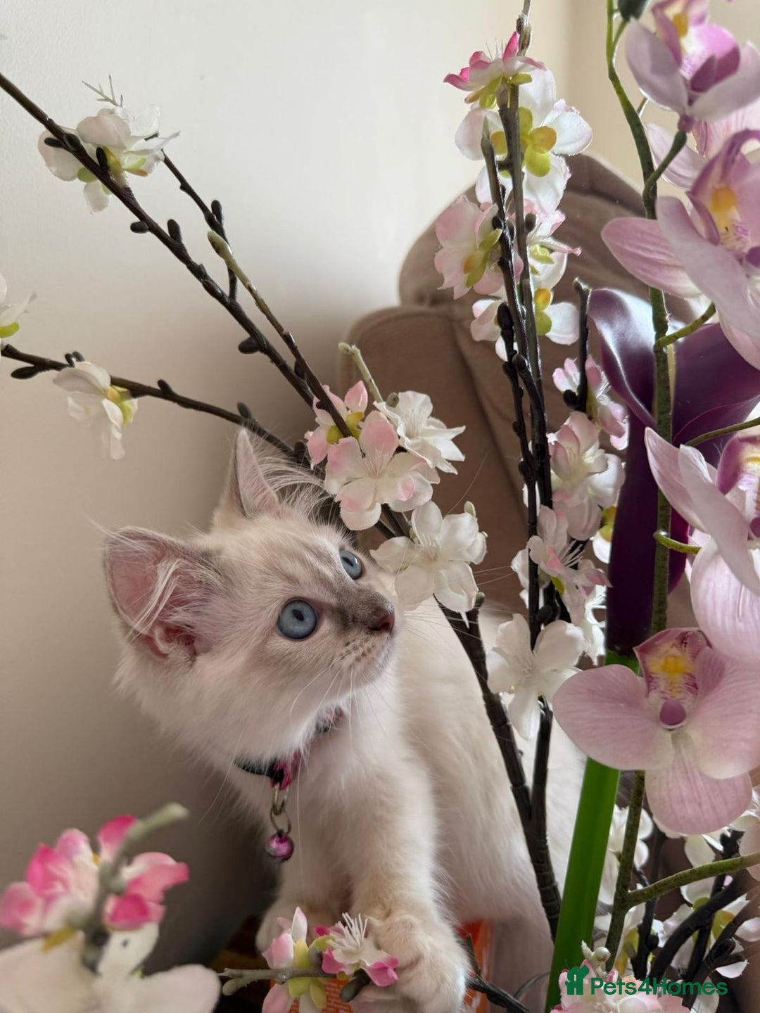 Ragdoll cats for sale: The Last Adorable Girl Ragdoll - Image 4