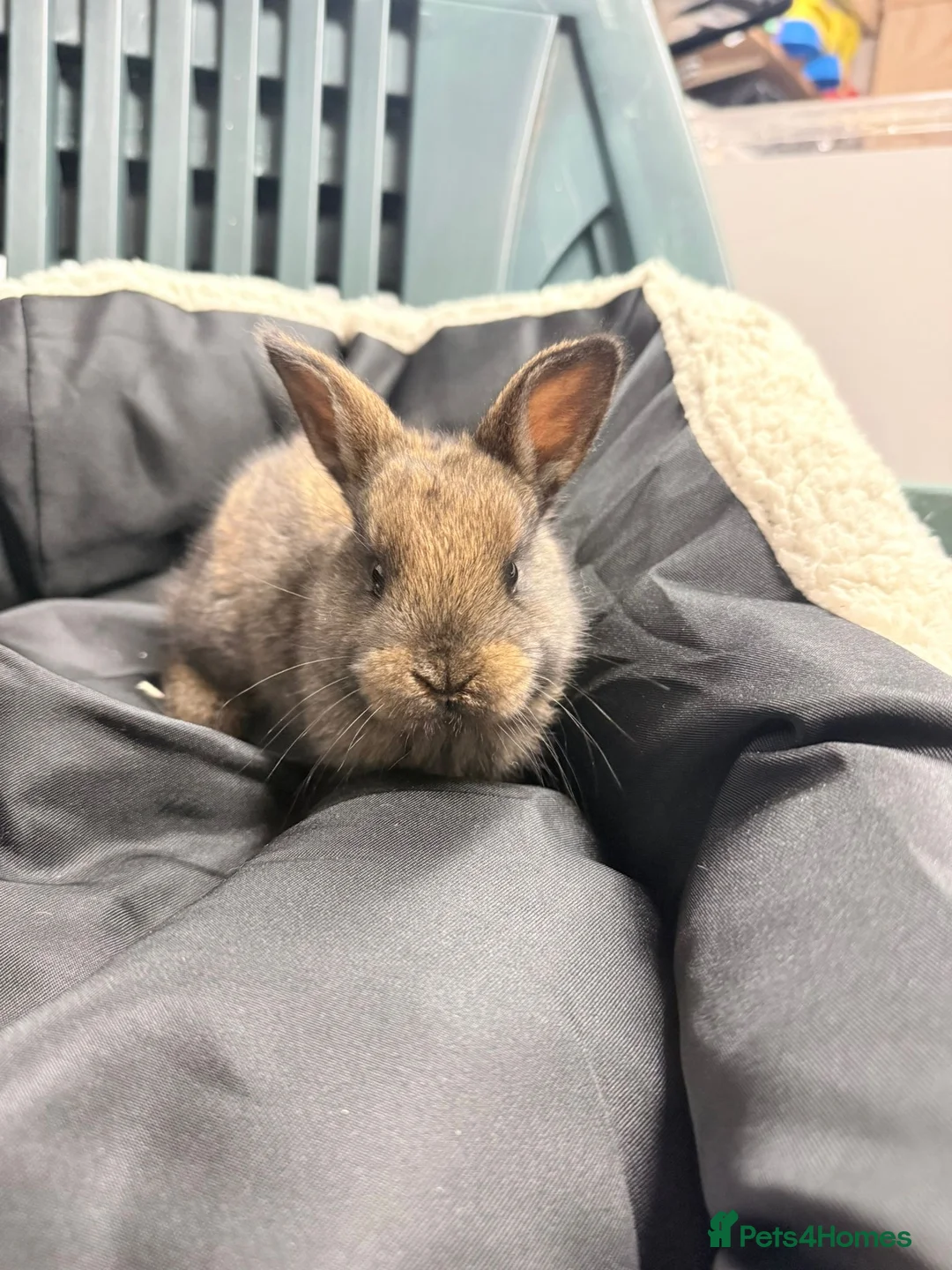 Mixed Breed rabbits for sale: Baby bunnies - Advert 5