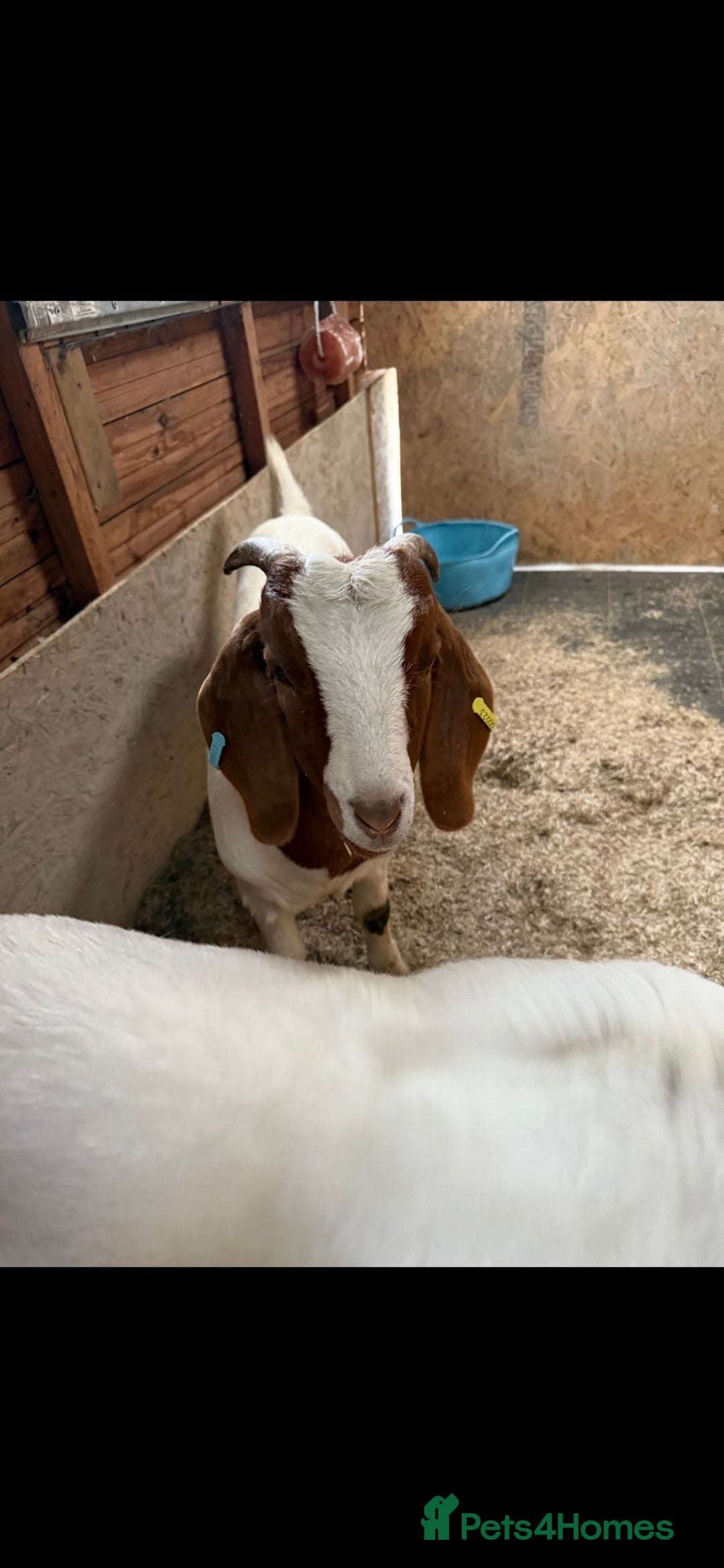 Goats livestock for sale: 2x Boer goats  - Advert 2