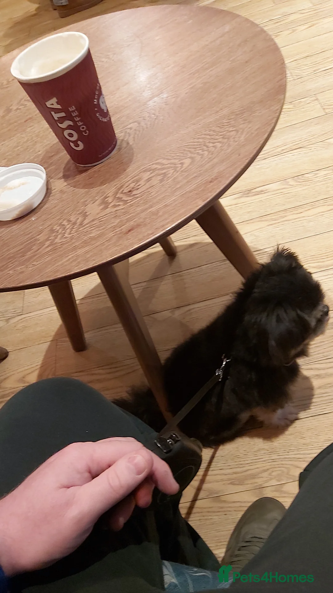 Mixed Breed dogs for sale: Male  pomeranian x - Advert 6