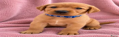 Labrador Retriever 1