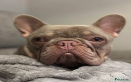 French Bulldog dogs for sale: Lilac blue eyed litter of 6. DWKC registered  - Image 29