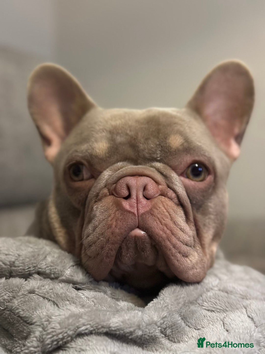 French Bulldog dogs for sale: Lilac blue eyed litter of 6. DWKC registered  - Image 29