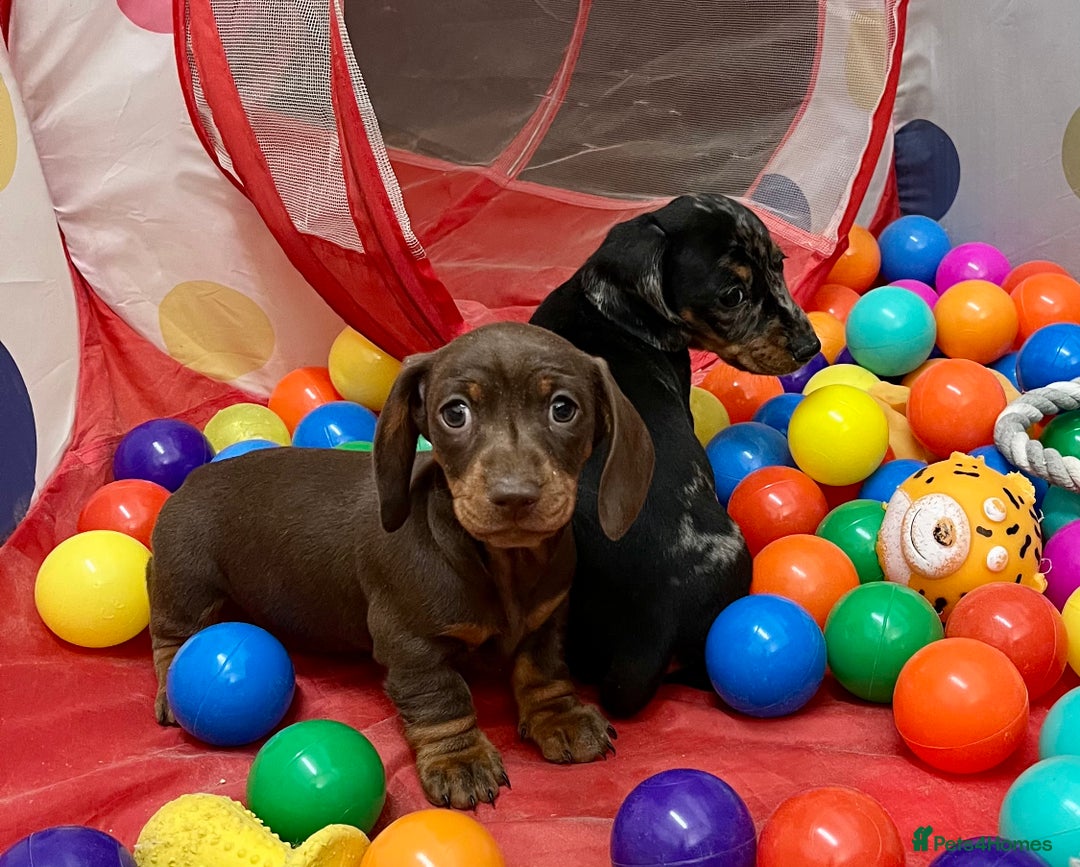 Dachshund dogs for sale: Beautiful miniature dachshund puppies  - Image 7