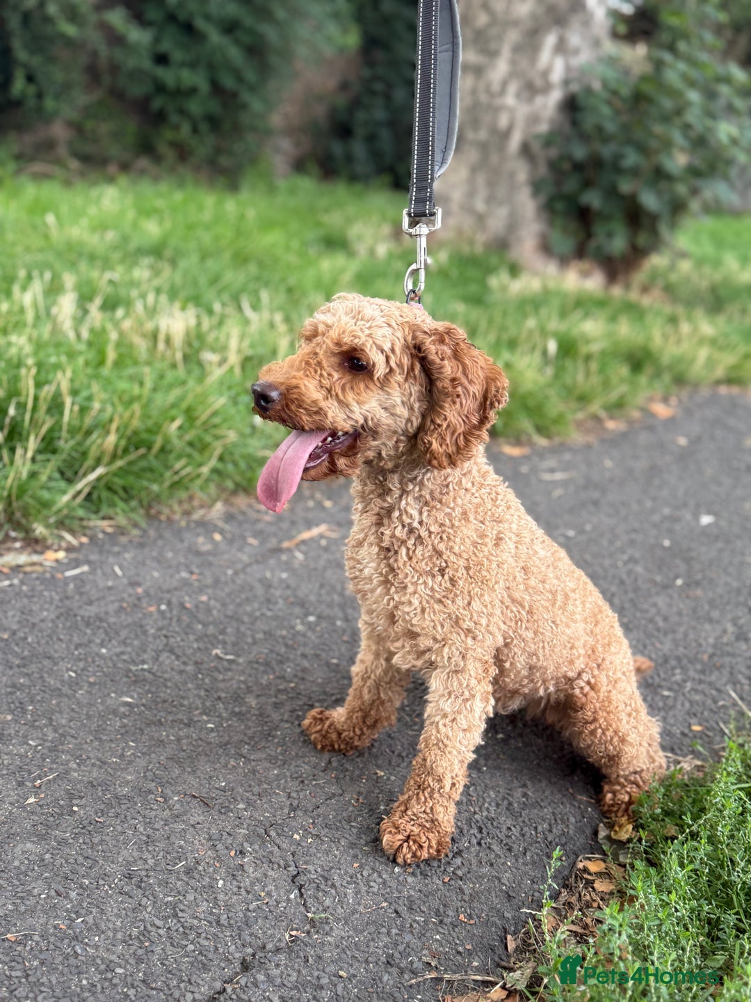 Miniature Poodle dogs for sale: Miniature Poodle - Image 2