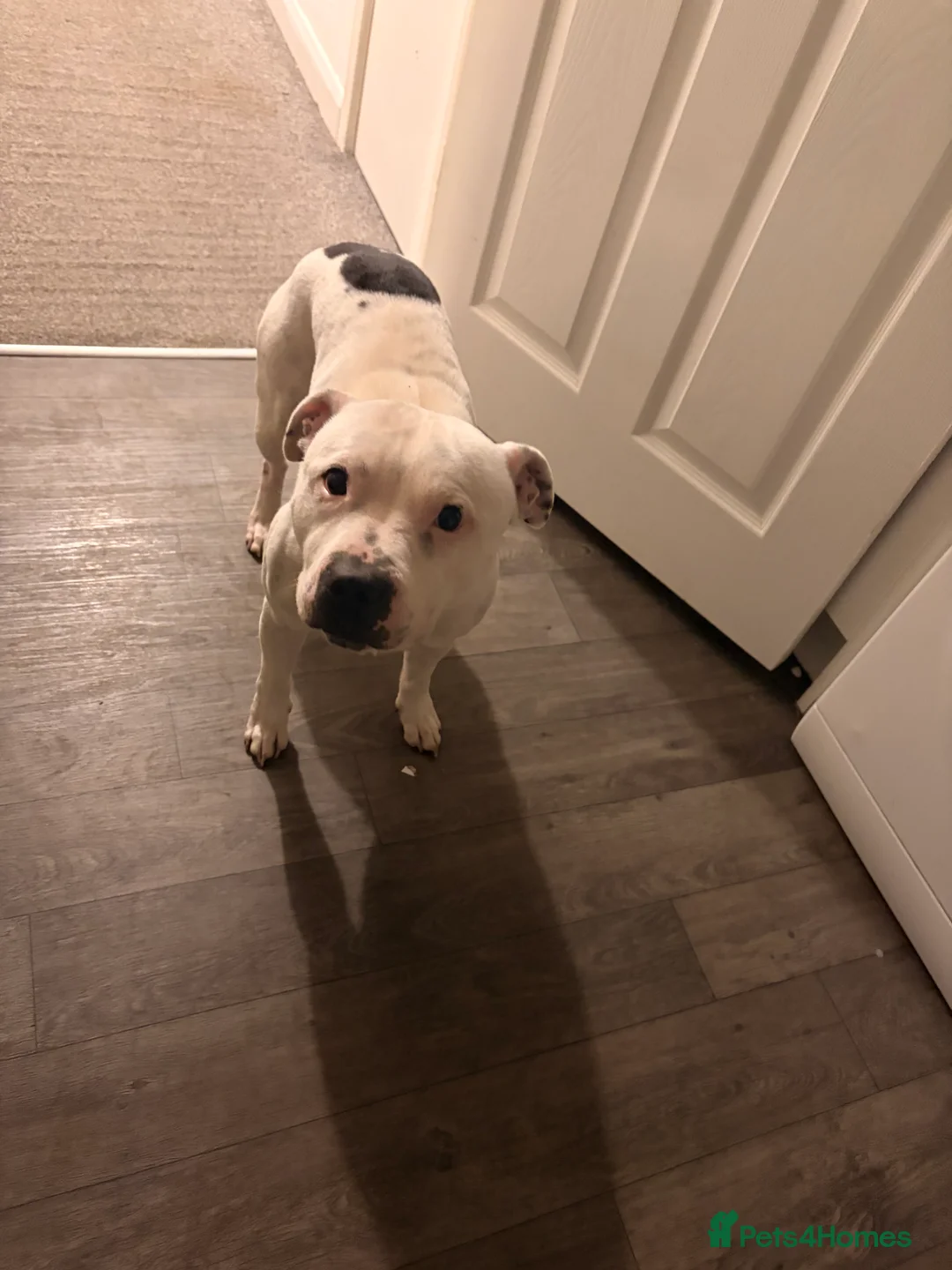 Staffordshire Bull Terrier dogs for sale: Male and female staff desperately need loving home - Advert 3