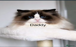 Ragdoll cats for sale: Ready now.   Ragdoll Kitten  - Image 12