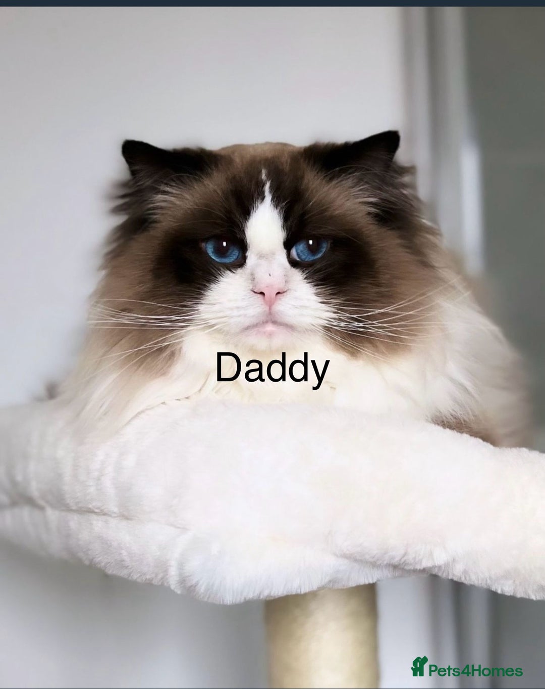Ragdoll cats for sale: Ready now.   Ragdoll Kitten  - Image 12