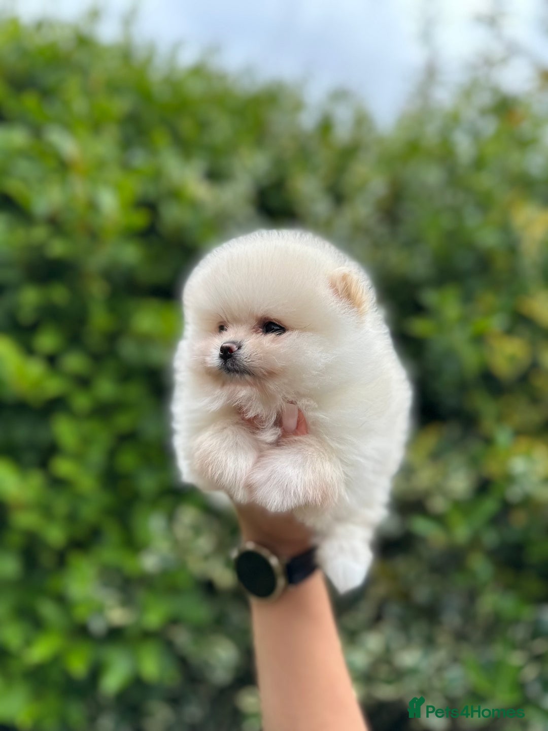 Pomeranian dogs for sale: Tiny Pomeranian Girls – Champion Bloodlines - Image 11